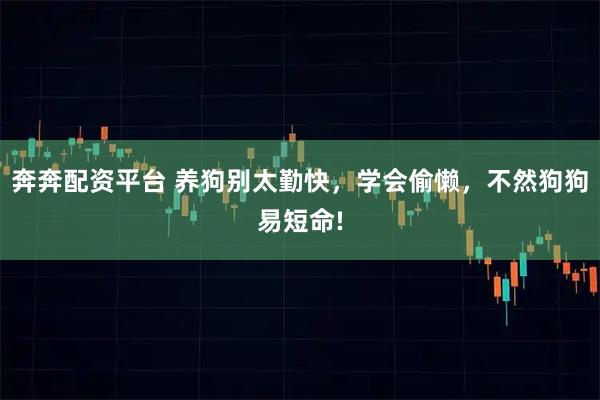 奔奔配资平台 养狗别太勤快，学会偷懒，不然狗狗易短命!